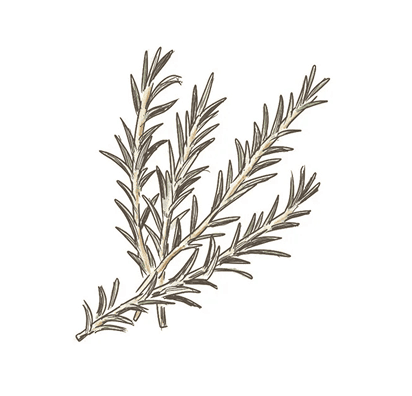 ローズマリー葉エキス