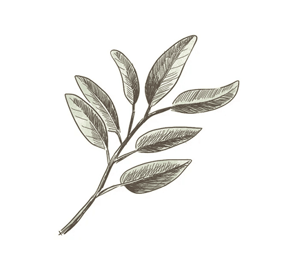 セージ葉エキス