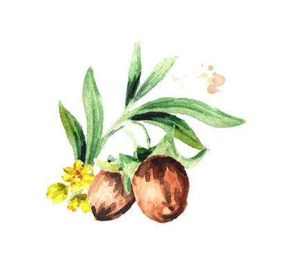 アルガニアスピノザ核油